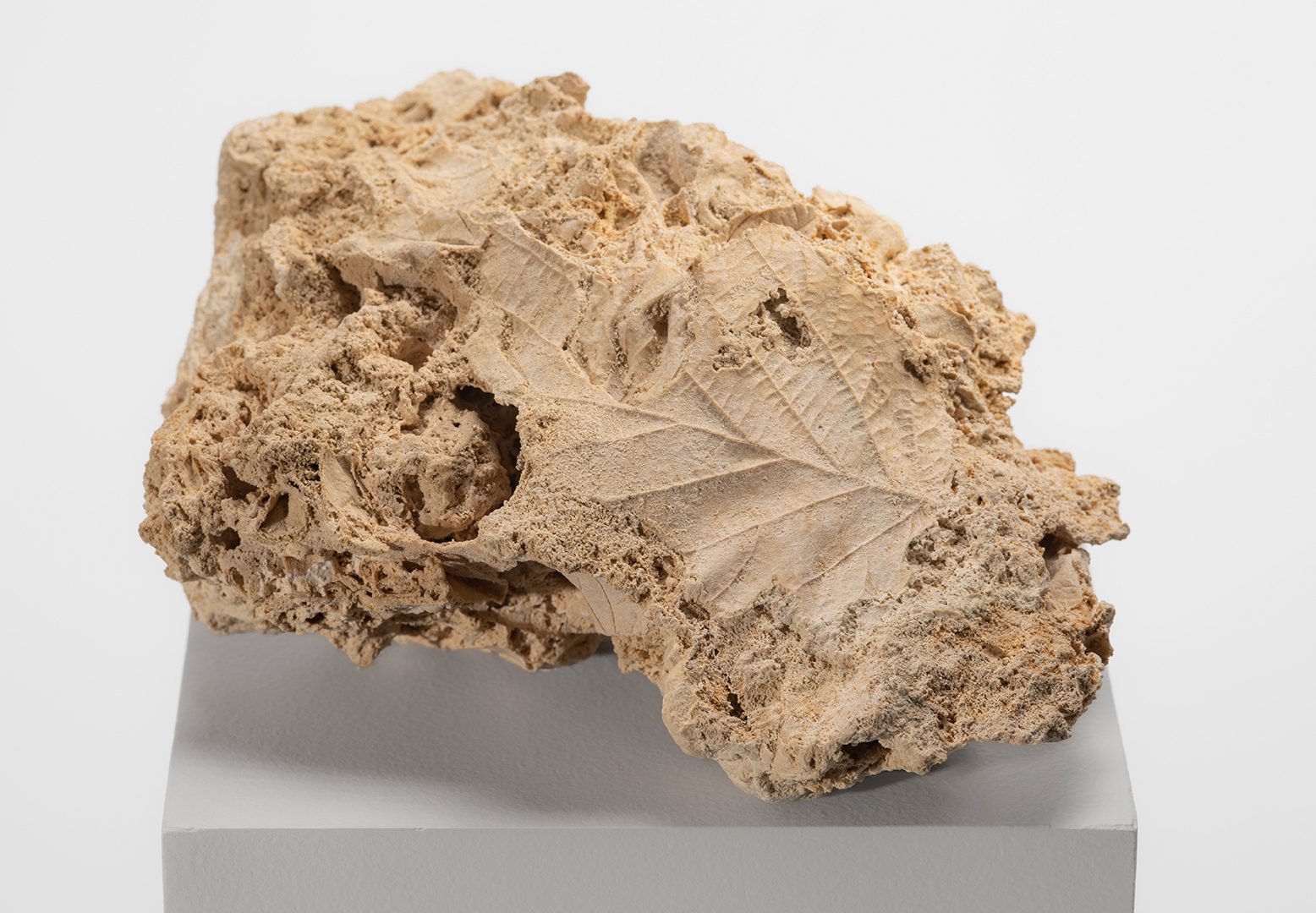 Tuf calcaire avec empreintes de feuilles, il y a 7500 ans, Mende © Ville de Mende - Musée du Gévaudan / Photo François Pons